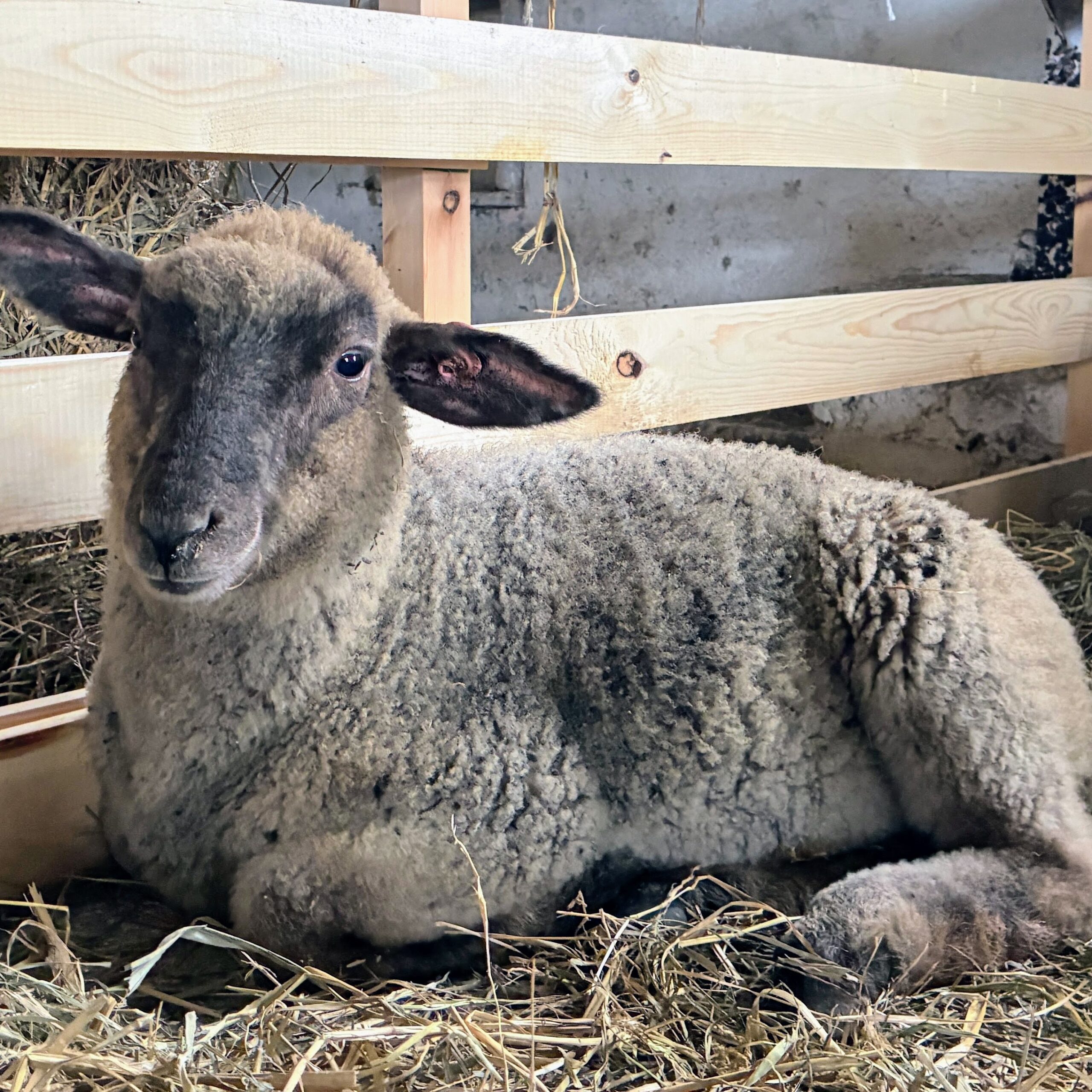 オーナーシップ